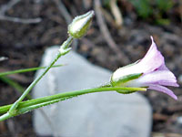 Sepals and petals