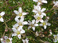 Five-petalled flowers