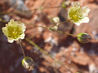 Mojave sandwort