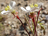 Eremothera refracta