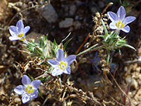 Eriastrum diffusum