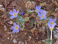 Eriastrum diffusum