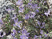 Flowers and bracts, Flowers and bracts of eriastrum eremicum, in Hellhole Canyon, Anza Borrego Desert State Park, California