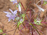 Desert woolly star