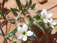 Desert woolly star