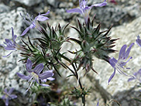 Flowerheads and bracts, Flowerheads and bracts - eriastrum eremicum in Hellhole Canyon, Anza Borrego Desert State Park, California