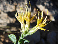 Wedgeleaf goldenbush