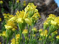 Ericameria linearifolia