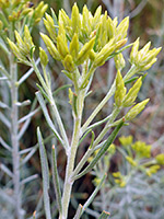 Ericameria nauseosa