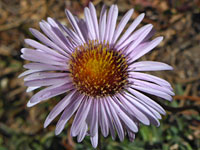 Sierra fleabane