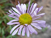 Erigeron caespitosus