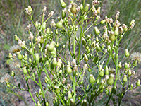 Canadian Horseweed