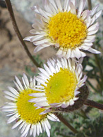 Three flowerheads