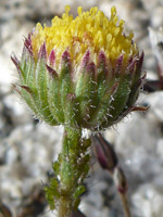 Dwarf Mountain Fleabane