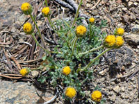 Yellow, rayless flowerheads