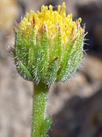 Green phyllaries and yellow disc florets