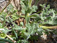 Basal leaves