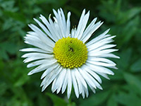 Erigeron coulteri