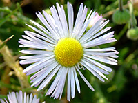 Erigeron divergens