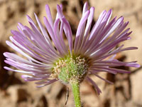 Phyllaries and florets