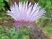 Hairy, purplish phyllaries