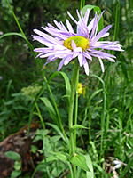 Flowerhead