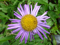 Erigeron eximius