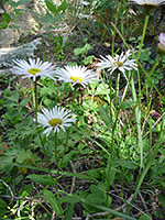 Stems and leaves