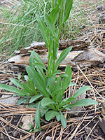 Beautiful Fleabane