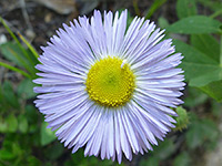 Erigeron glabellus