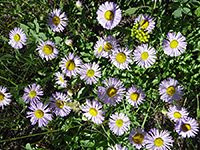 Smooth Fleabane