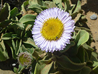 Erigeron glaucus