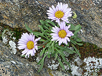 Erigeron grandiflorus