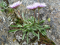 Leaves and stems