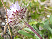 Rocky Mountain Alpine Fleabane