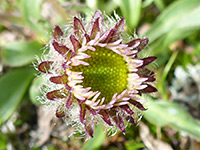 Developing flowerhead