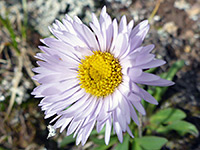 Pink and yellow flowerhead