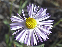 Pale purple flower