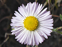Symmetric flowerhead