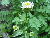 Erigeron lonchophyllus