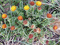 Yellow and orange flowerheads