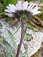 Erigeron melanocephalus