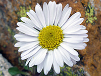 White flowerhead