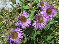 Erigeron glacialis