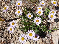 Flowering stems