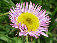 Erigeron peregrinus