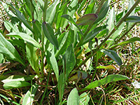 Leaves