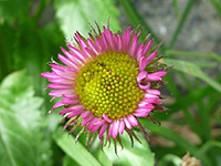 Rocky Mountain wildflowers