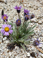 Erigeron pygmaeus