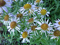 Threenerve Fleabane